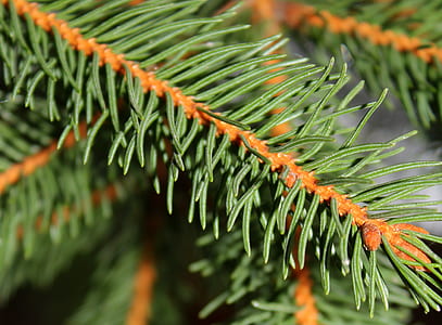 green christmas tree thumbnail