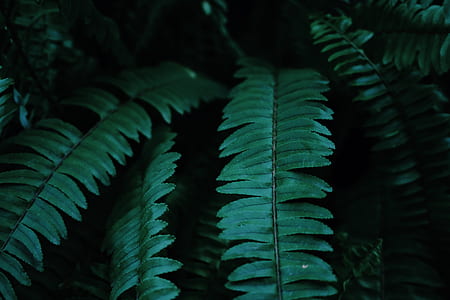 closeup photo of leafed plant thumbnail