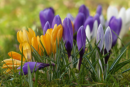 macro photography of yellow and purple flowers with green leaves thumbnail