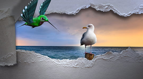 white seagull thumbnail