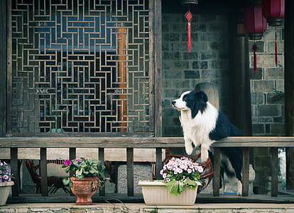 flowers, house, dog, window thumbnail