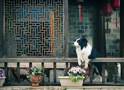 adult black and white Border collie on focus phot thumbnail