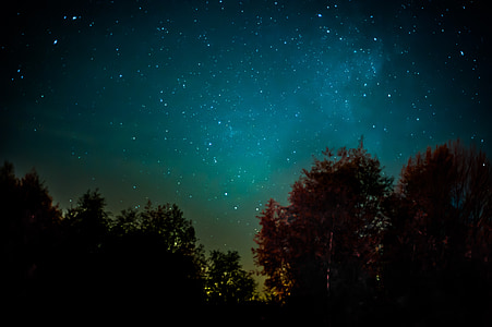 long exposure and worm's eye view photograph of forest thumbnail