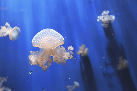 photo of white jellyfish underwater thumbnail