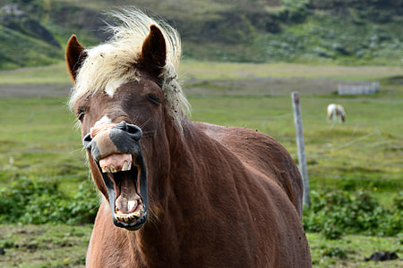 brown horse on grass field under sunny sky thumbnail