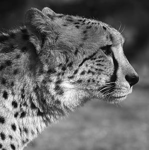 grayscale photography of cheetah thumbnail