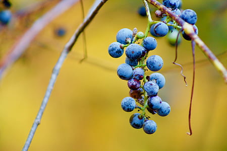selective focus photography of blueberry fruit thumbnail