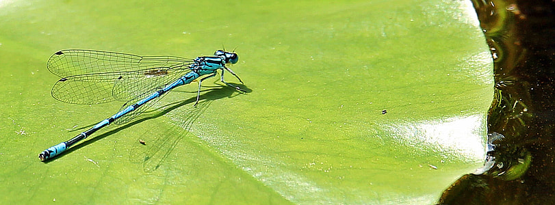 focus photography of dragonfly on green leaf thumbnail