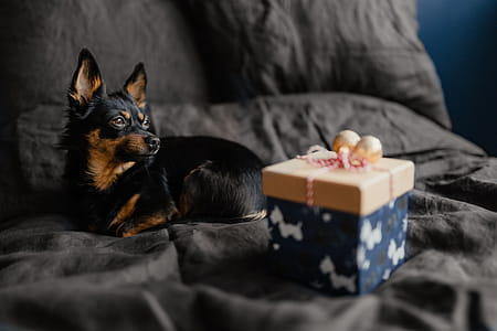 Christmas gifts for a cute little dog thumbnail