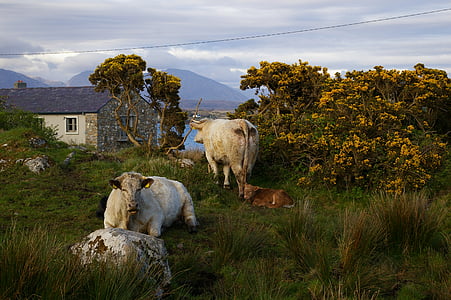 two white cattles near yellow flowers thumbnail