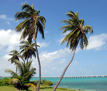 coconut trees near at body of water thumbnail