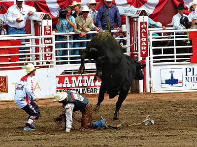 two men near black bull thumbnail