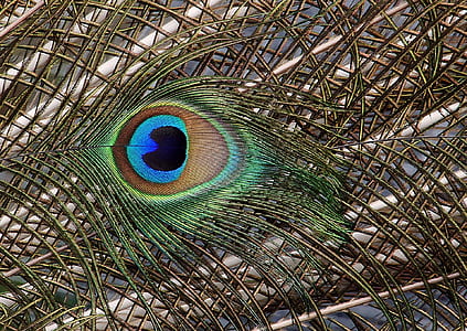 pattern, colourful, feather, natural thumbnail