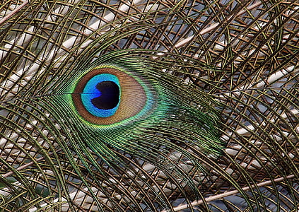 Peacock feather thumbnail