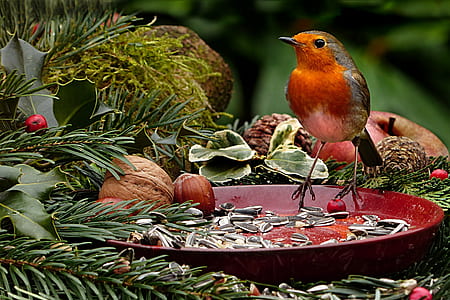 red and gray bird on red plate with nuts thumbnail
