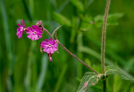 close up photography of pink petaled flowers thumbnail