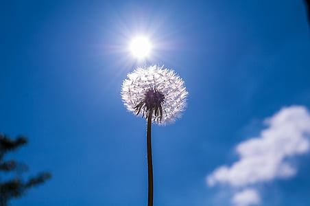 low angle photography of dandelion speck thumbnail