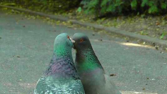 green-and-black kissing pigeons thumbnail