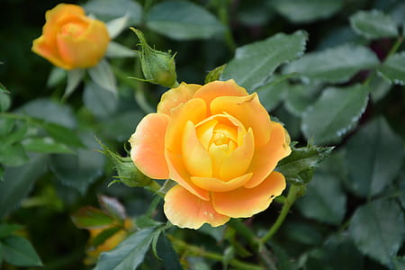 yellow rose flower in close-up photography thumbnail