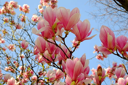 white and pink petaled flower thumbnail