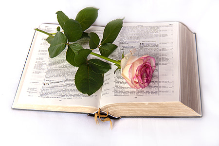 pink rose on opened book thumbnail