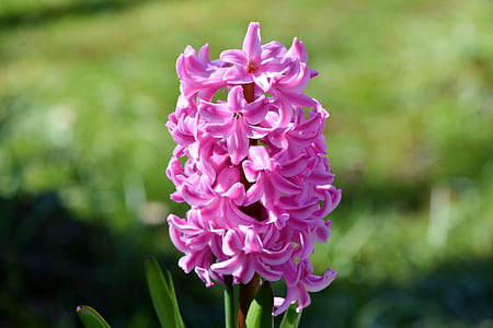 selective focus photography of pink flowers thumbnail