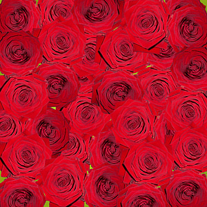 red rose flowers in close-up photography thumbnail