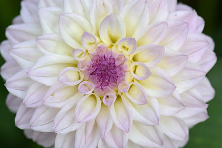 close-up photography of white and purple dahlia flower thumbnail