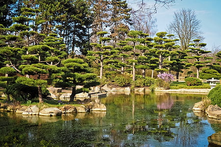green trees near the lake thumbnail