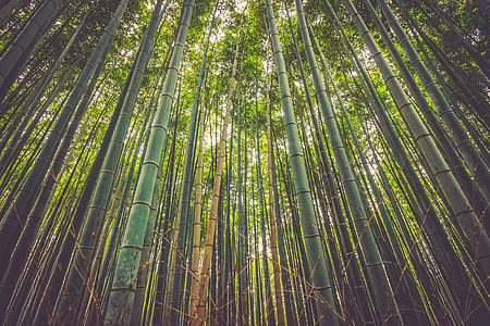 low angle of green bamboo forest thumbnail