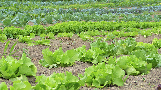 cabbage field during daytime thumbnail