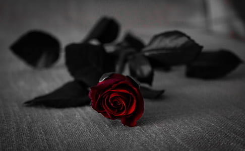 focus shot of red roses thumbnail