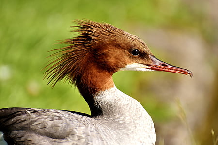 brown, gray, and white bird thumbnail