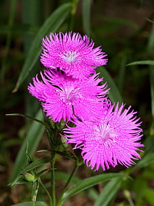 focus photography of pink petaled flowers thumbnail
