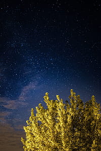 A trees under the starry sky thumbnail