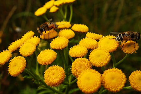 nature, flowers, garden, animal thumbnail
