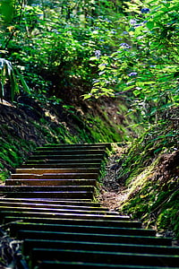 photo of brown concrete stairway surrounded by green leaves thumbnail