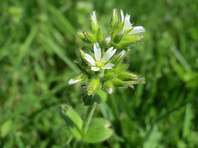 Cerastium Glomeratum thumbnail