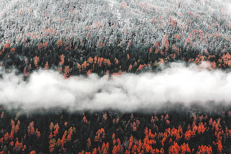 Photo of Orange Trees thumbnail