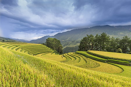 green rice field under blue sky during daytime thumbnail