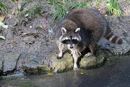 brown racoon near boy of water thumbnail