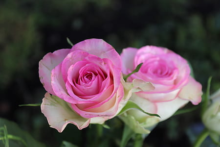 closeup photography of pink rose flower thumbnail