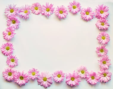 pink petal flower on white surface thumbnail
