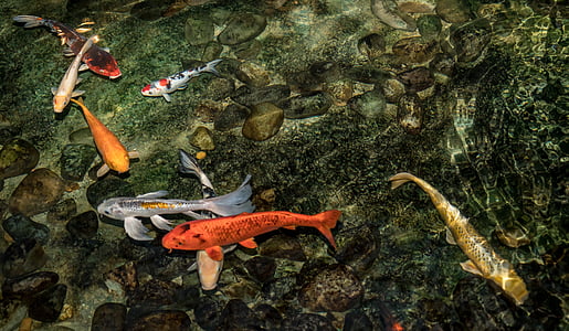 school of orange, white, and brown Koi fish thumbnail