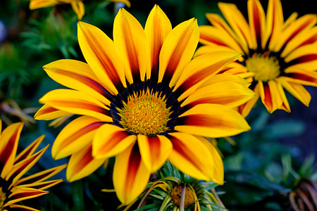 sunflowers photography during daytime thumbnail