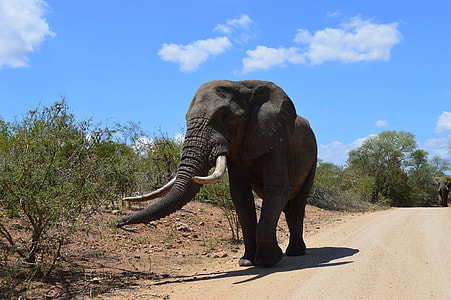 elephant walking on road near trees thumbnail