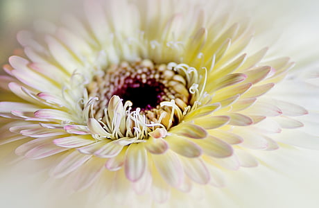 macro photo of white daisy thumbnail