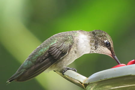 close-up photography of gray bird perching on green leaf thumbnail