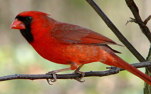 cardinal bird on brown tree branch thumbnail