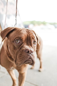 tan French mastiff close-up photography thumbnail